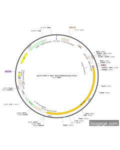 pLV3-CMV-3×Myc-TBC1D9B(human)-Puro