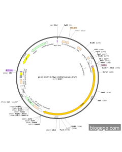 pLV3-CMV-3×Myc-USP6(human)-Puro