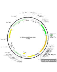 pCMV-EGFP-Nprl2(mouse)-Puro