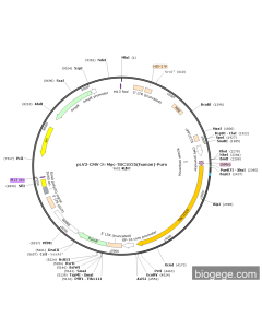 pLV3-CMV-3×Myc-TBC1D25(human)-Puro