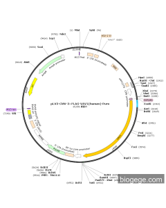pLV3-CMV-3×FLAG-VAV1(human)-Puro
