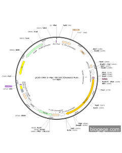 pLV3-CMV-3×Myc-TBC1D17(human)-Puro