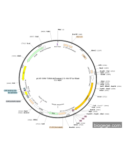 pLV3-CMV-TUBA4A(human)-3×HA-EF1a-Blast