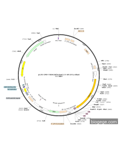 pLV3-CMV-TUBA1B(human)-3×HA-EF1a-Blast
