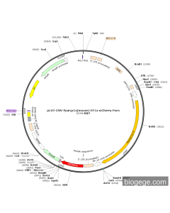 pLV3-CMV-Ppargc1a(mouse)-EF1a-mCherry-Puro