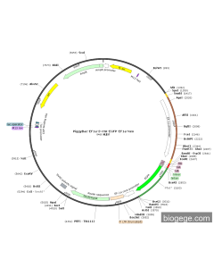 PiggyBac-EF1a-3×HA-EGFP-EF1a-Neo