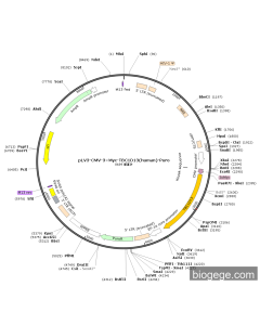 pLV3-CMV-3×Myc-TBC1D13(human)-Puro