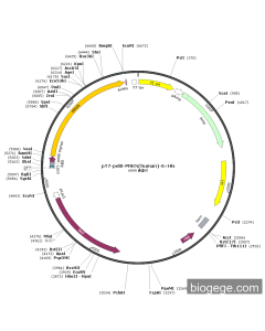 pT7-pelB-PRKN(human)-6×His