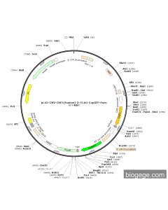 pLV3-CMV-CHP1(human)-3×FLAG-CopGFP-Puro