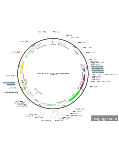 pLV3-4×NFAT-IL-2-NTRGS-EGFP-Puro
