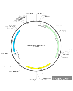 pUC57-SMN1(human)-516