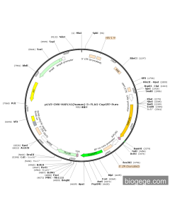 pLV3-CMV-HAPLN1(human)-3×FLAG-CopGFP-Puro