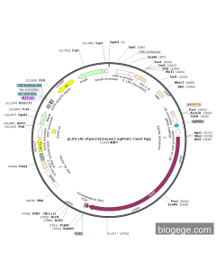 pLV3-U6-Zfyve19(mouse)-sgRNA1-Cas9-Hyg