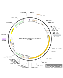 pLV3-CMV-HDAC9(human)-3×FLAG-Puro