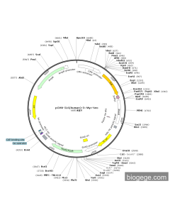 pCMV-IL6(human)-3×Myc-Neo