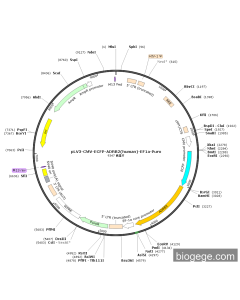 pLV3-CMV-ECFP-ADRB2(human)-EF1a-Puro