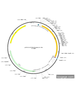 pJ23119-STUB1(human)-6×His