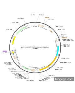 pLV3-CMV-ECFP-PDZK1(human)-EF1a-Puro