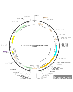 pLV3-CMV-ECFP-ARRB2(human)-EF1a-Puro