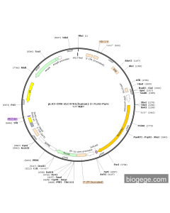 pLV3-CMV-SLC47A1(human)-3×FLAG-Puro