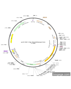 pLV3-CMV-3×Myc-TBC1D20(human)-Puro