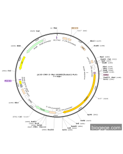 pLV3-CMV-3×Myc-SGSM3(human)-Puro