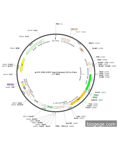 pLV3-CMV-EGFP-Nqo1(mouse)-EF1a-Puro