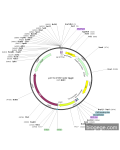 pCT74-EYFP-GUS-HygR