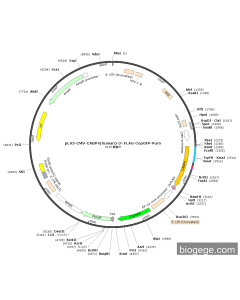 pLV3-CMV-CABP4(human)-3×FLAG-CopGFP-Puro