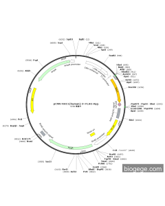 pCMV-RAC1(human)-3×FLAG-Hyg