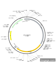 pCD44(human)-luc2