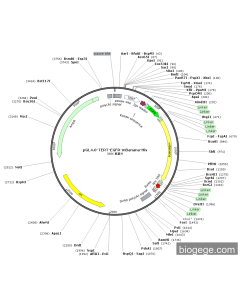 pGL4.0-TERT-EGFR-mBanana-His