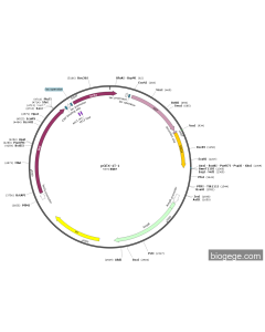 pTac-GST-SNCA(human)