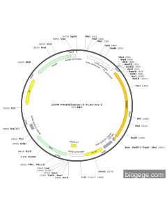 pCMV-PHGDH(human)-3×FLAG-Neo-2