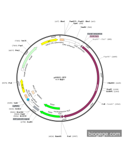 pX601-GFP-U6-Rab4a(mouse)-mut1-sgRNA1