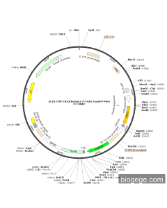 pLV3-CMV-CBX3(human)-3×FLAG-CopGFP-Puro