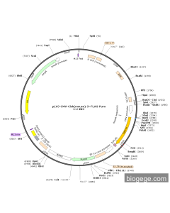 pLV3-CMV-Cish(mouse)-3×FLAG-Puro
