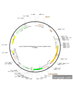 pLV3-CMV-KRT18(human)-3×FLAG-CopGFP-Puro