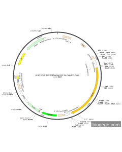 pLV3-CMV-FGFR3(human)-EF1a-CopGFP-Puro