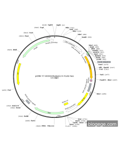 pCMV-T7-SOCS1(human)-3×FLAG-Neo