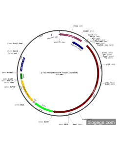 pTol2-ubiquitin-EGFP-foxl2b(zebrafish)