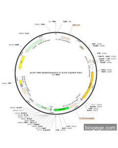 pLV3-CMV-Rmdn2(mouse)-3×FLAG-CopGFP-Puro