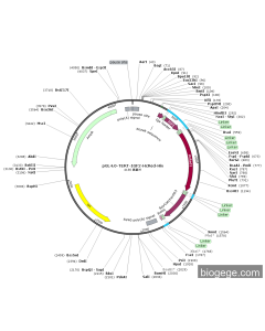 pGL4.0-TERT-IGF2-HcRed-His