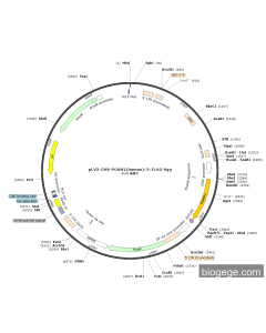 pLV3-CMV-PGAM1(human)-3×FLAG-Hyg