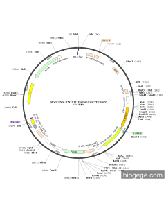 pLV3-CMV-TWIST1(human)-mEYFP-Puro