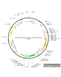 pLV3-CMV-CAVIN1(human)-3×FLAG-CopGFP-Puro
