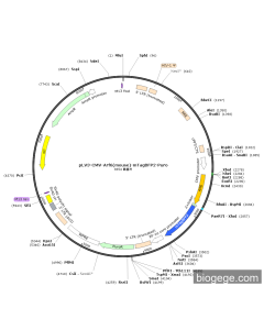 pLV3-CMV-Arf6(mouse)-mTagBFP2-Puro
