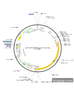 pLV3-CMV-ADAR(human)-3×FLAG-Hyg