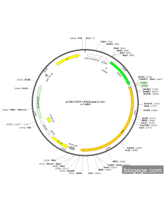 pCMV-EGFP-LSS(human)-Neo