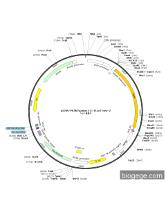 pCMV-PKM(human)-3×FLAG-Neo-2